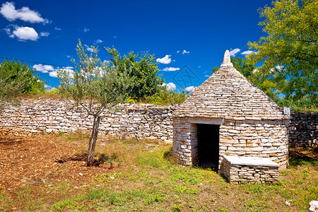 橄榄树田和IstrianKzu石块小屋的视野Croati岛地区图片