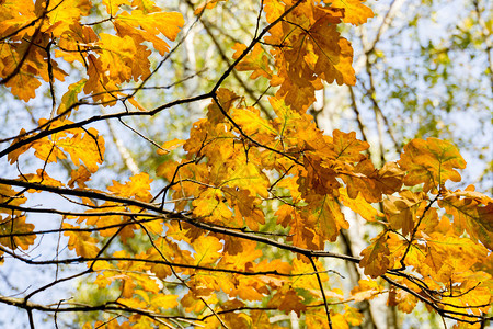 树枝上有明亮的黄秋叶橡树图片