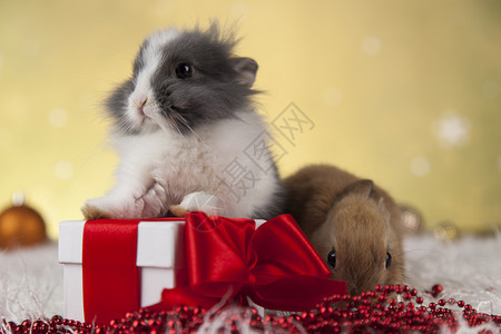 兔子和圣诞节背景图片