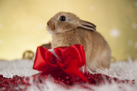 红色圣塔帽假日诞节背景有趣的兔子和带冬季装饰的圣诞节背景图片