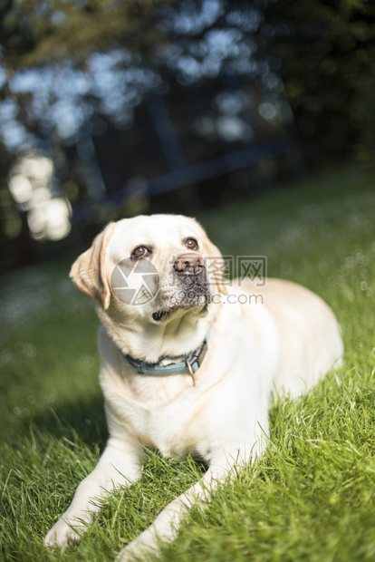 拉布多检索犬布多检索犬图片