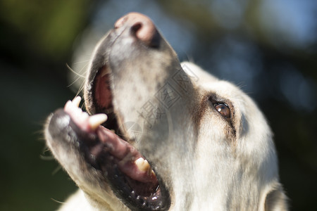 拉布多检索犬布多检索犬图片