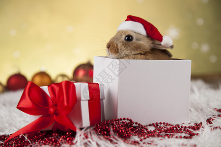 小兔子圣诞背景的兔子动物图片