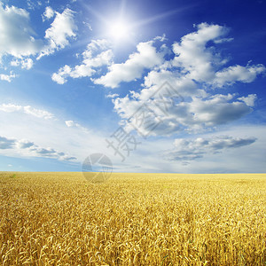小麦田和蓝天空有太阳和图片