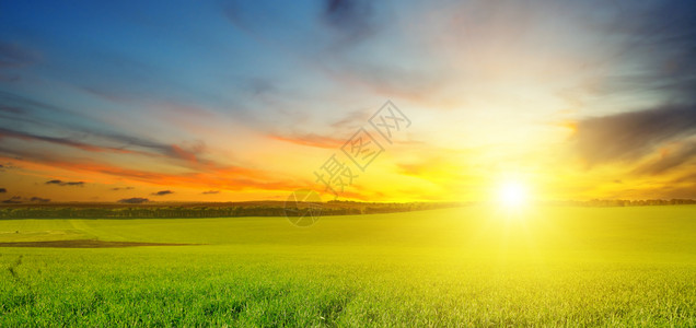 绿色的田野和蓝天空有光云地平线上是明亮的日出农业景观宽广的图片背景图片