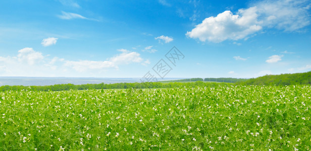 绿色地和蓝天空有光云农业景观宽广的照片背景图片