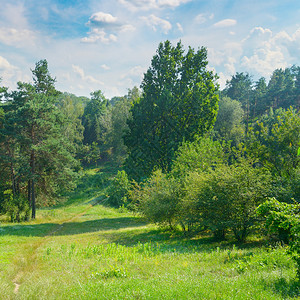 天然森林树木草地和人行道夏天阳光明媚的一天图片