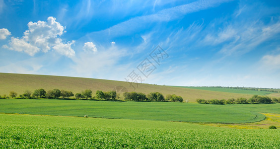 绿地和蓝天空有浅云农业景观大片照背景图片