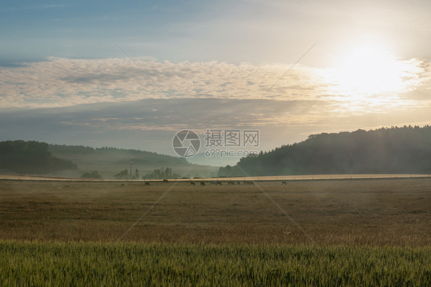 在日出时德国奥伯森海姆镇附近山上布满牛群了森林和牧场日出时有晨雾图片