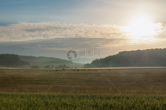 在日出时德国奥伯森海姆镇附近山上布满牛群了森林和牧场日出时有晨雾图片