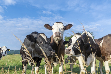 笑的奶牛伸着好奇他们的头朝着镜背景图片