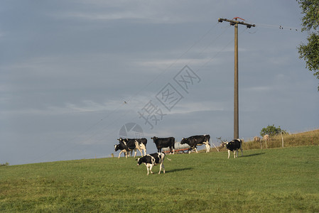 一群白人和黑奶牛从德国农场的一个山丘上种出图片