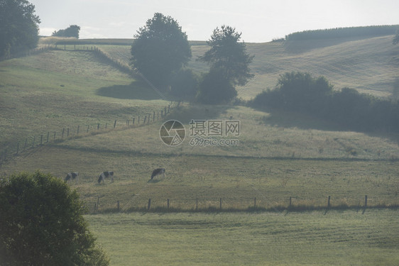 一小群牛在片德国畜牧农场的绿山上放牧图片