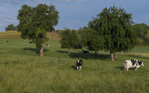 奶牛从果园里放牧图片