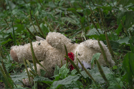 在寒冬的一天草地绿瓶苍蝇覆盖的草地上留下一只泰迪熊图片