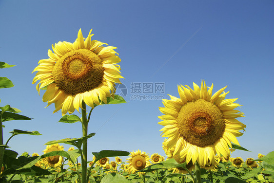 向日葵和蓝太阳天空图片