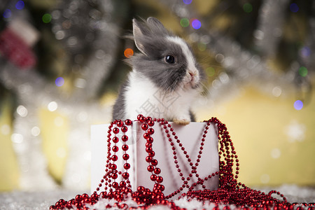 圣塔帽中的诞日兔子礼物盒背景兔子和圣诞节背景冬季装饰图片