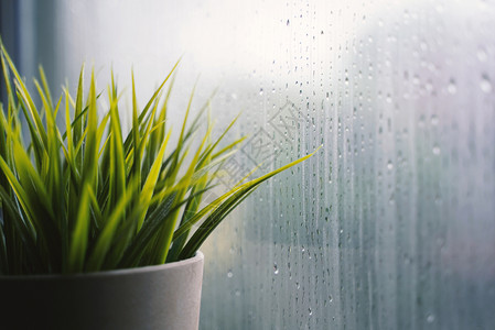 靠近窗户的植物池子附近下着雨白天背景图片