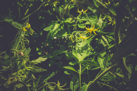 种植西红柿新鲜绿色的青蜂黄花朵图片