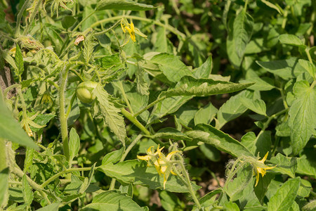 种植西红柿新鲜绿色的青蜂黄花朵图片