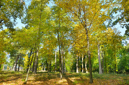 秋天森林和黄叶落下阳光明媚的一天图片