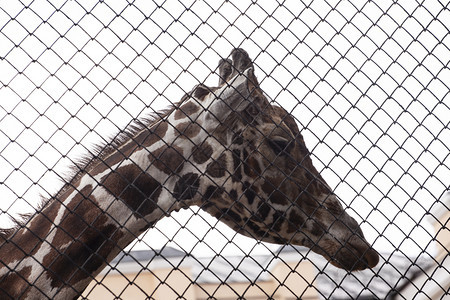 在监狱后面的动物园游乐里的长颈鹿动物园里的长颈鹿图片