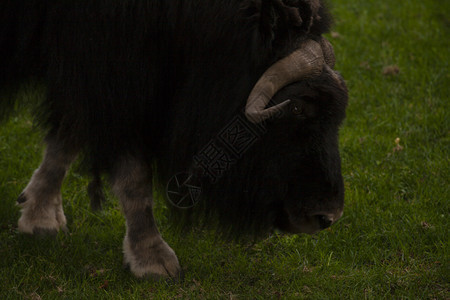 在草地上放牧的黑公牛在草地上放牧的公牛图片