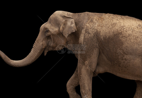 非洲大象在黑人背景中被孤立非洲大象在黑人背景中被孤立图片