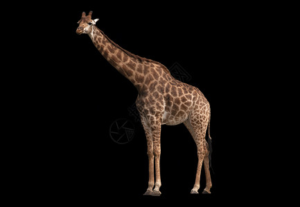鼻子高african长颈鹿被隔离在黑色背景上背景