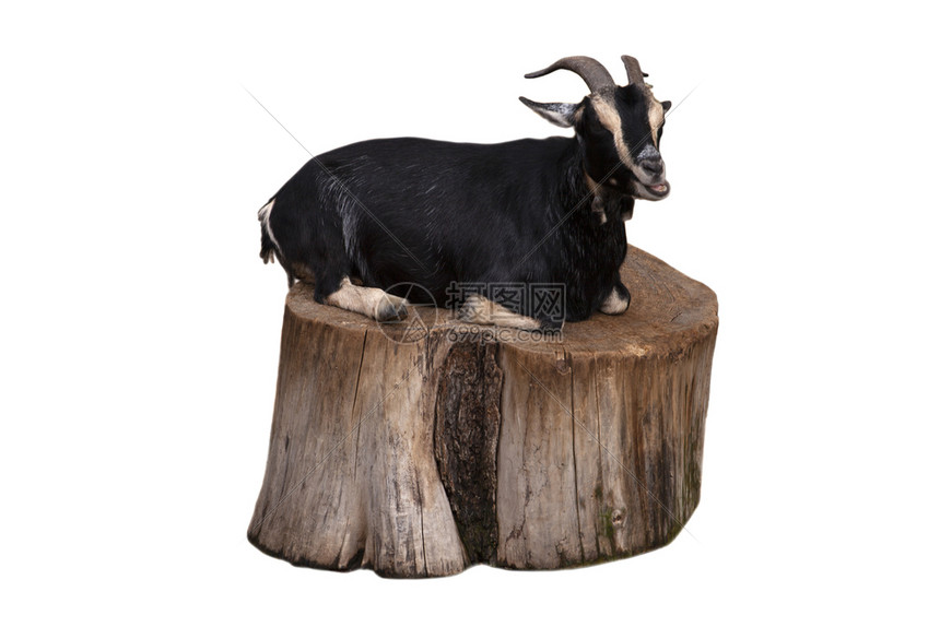 坐在白背景孤立的树桩上坐在可爱的黑羊山图片