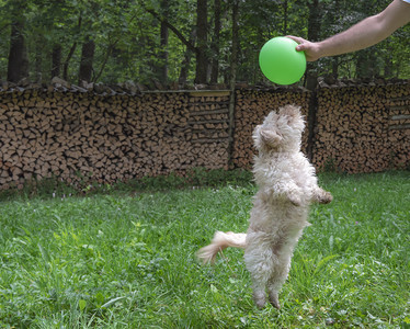 小狗跳跳起来玩绿色的气球图片