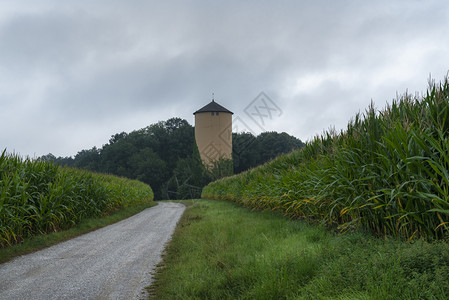 道路穿越绿色玉米田和一座旧塔图片