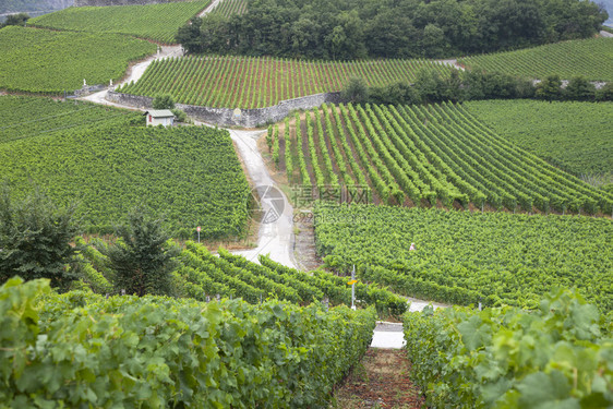 在西埃尔和锡安附近的瑞士沃利斯州或瓦莱州的葡萄园景观图片