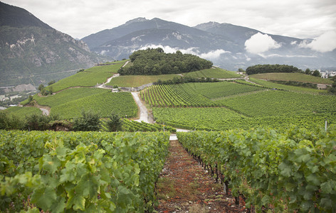 在西埃尔和锡安附近的瑞士沃利斯州或瓦莱州的葡萄园景观图片