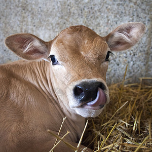 小牛躺在谷仓的稻草中看着镜头图片