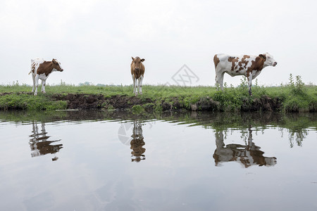 河上的三头牛背景图片
