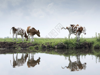 河上的三头牛背景图片