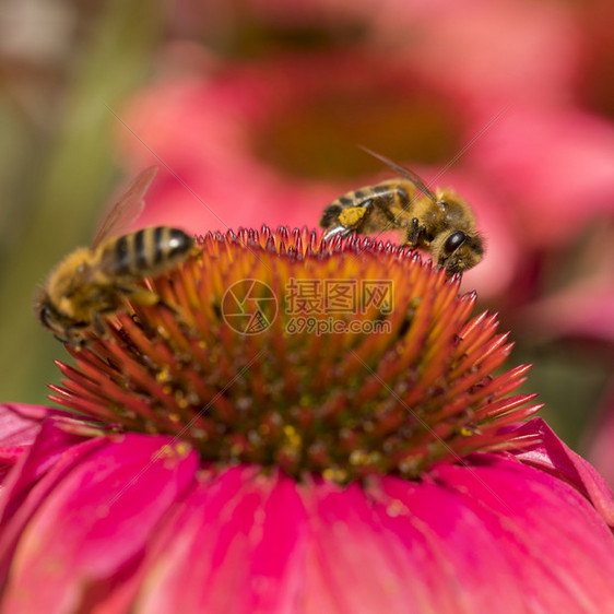 花朵上的粉红蜜蜂和花朵上的蜜蜂紧贴在花园里图片