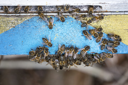 许多蜜蜂爬在一起蓝漆的木头在入口处蜂巢图片