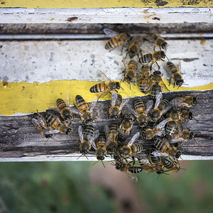 很多蜜蜂爬来去到蜂巢入口处黄白漆着的木头上图片