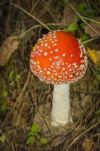 森林中明亮的蘑菇秋天图片