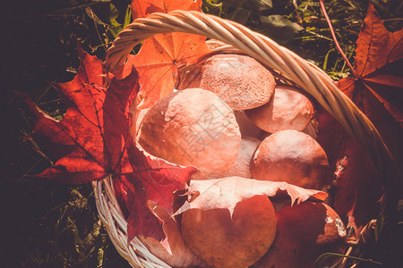 新鲜的猪肉蘑菇装在有红树叶的螺旋篮子里图片
