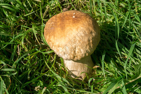 食用蘑菇绿草里的猪肉蘑菇图片