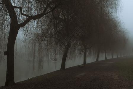 在十二月的寒冷日以浓密的雾笼罩着图片