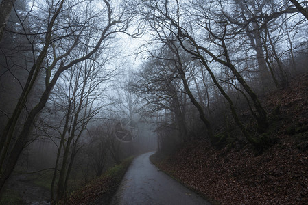 寒冷的清晨天气景象地面上有一片森林和干叶地毯还有一条通往十月雾的巷子图片