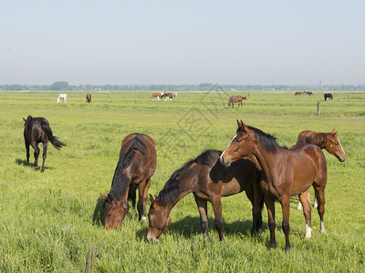 在阿姆斯福特和巴恩附近的内河地带在白云下黄土和巴恩附近在黄土下以绿草地的绿色棕马匹图片