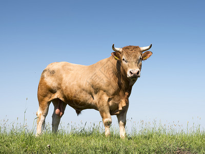 金发d绿色草地上的牛蓝天空为背景图片