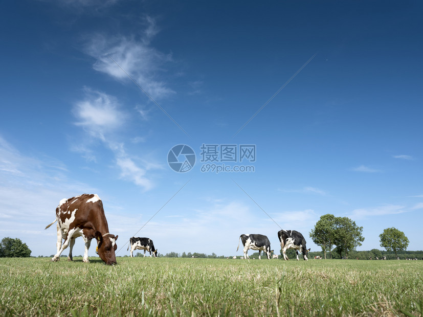 蓝天大树背景的牛群图片