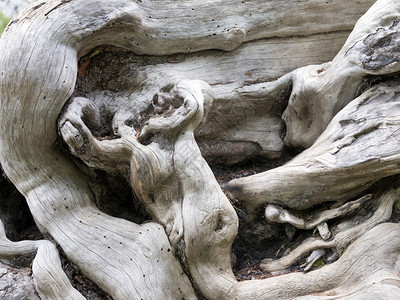 由树干枝和根的复杂形式构成几乎是抽象构成这些复杂形式是陈旧枯树的干枝和根图片