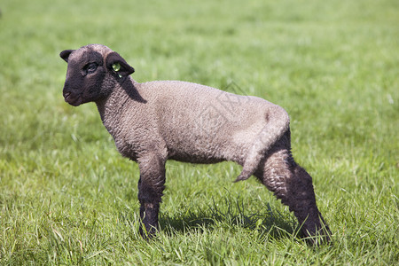 草地上的黑山羊图片